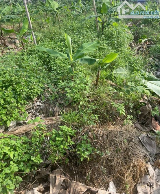 ❌❌RẺ NHẤT CC Lương Quán, Nam Sơn đường nhựa 9m giá chỉ 20tr/m. - 3