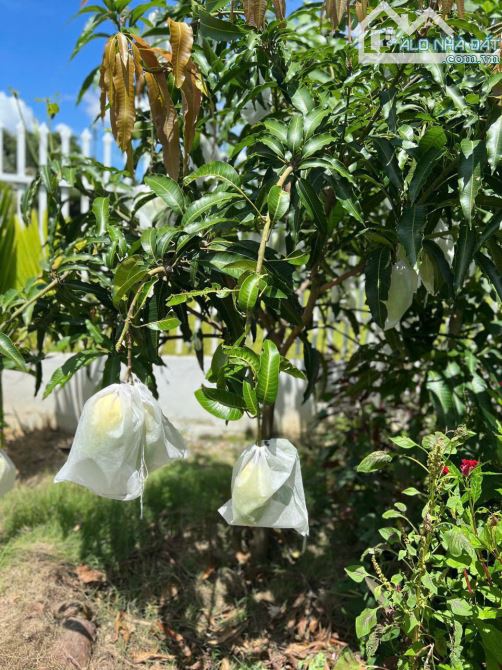 Bán đất tặng nhà vườn nhỏ xinh Diên An gần Võ Nguyên Giáp hướng Đông Nam - 4