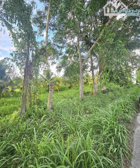 Bán đất đang trồng dừa giáp đường hương lộ 15 Phường Tân Ngãi, Vĩnh Long - 4