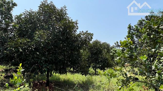 BÁN LÔ ĐẤT VƯỜN TRÁI CÂY 1000M2(16MX53M) ĐẤT NỞ HẬU 20M KHU DÂN CƯ CHỈ 820 TRIỆU - 4