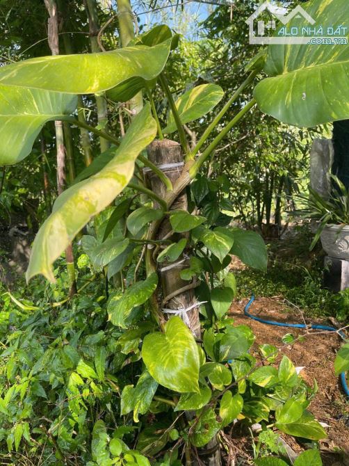 Bán đất Sông Cầu - Khánh Vĩnh đã lên mô hình Farm đang thu hoạch gần QL27C - sẵn điện nước - 4
