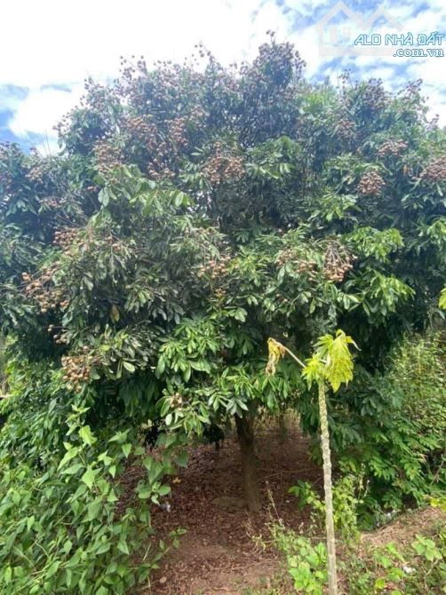 ĐẤT VƯỜN THUỶ DƯƠNG, HƯƠNG THUỶ CÓ 400M2 THỔ CƯ 2,xtr/m2 - 5