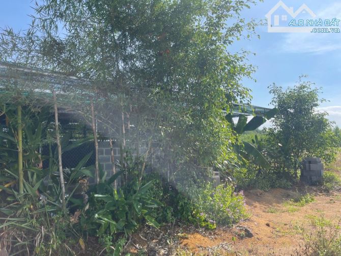 Bán đất Sông Cầu - Khánh Vĩnh đã lên mô hình Farm đang thu hoạch gần QL27C - sẵn điện nước - 5