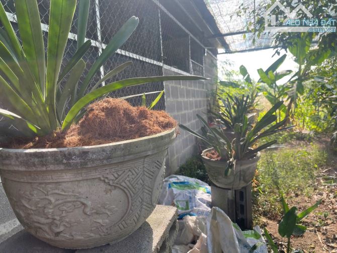 Bán đất Sông Cầu - Khánh Vĩnh đã lên mô hình Farm đang thu hoạch gần QL27C - sẵn điện nước - 7