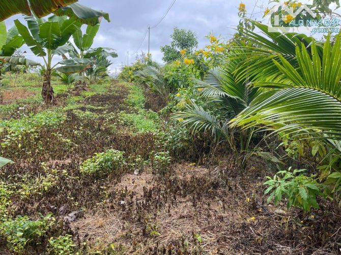 Bán đất Sông Cầu - Khánh Vĩnh đã lên mô hình Farm đang thu hoạch gần QL27C - sẵn điện nước - 9