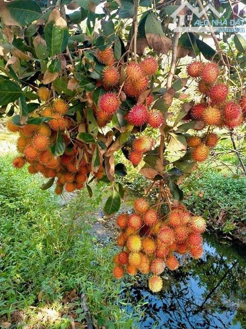 tin nóng tin nóng , vườn cây ăn trái 2000m giá 385 triệu - 1