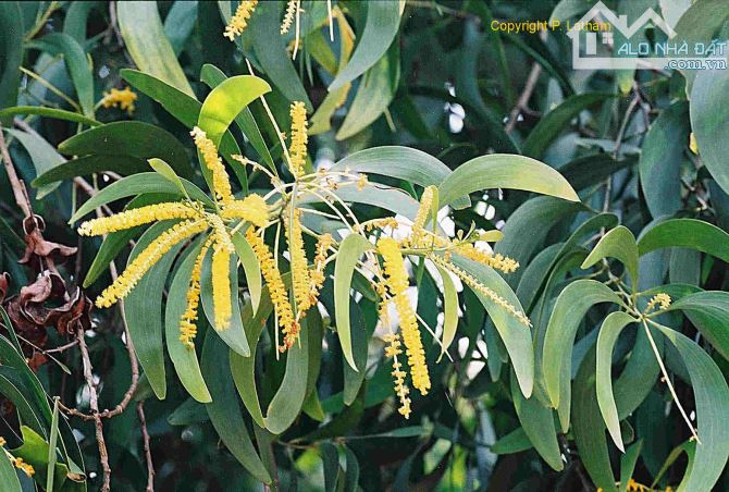 Cần bán nhanh-Đất Hồng Thắng-Hoà Thắng-Bắc Bình-Bình Thuận-DT 8.250m2