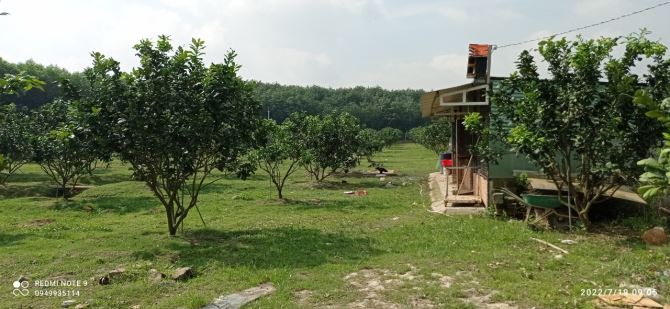 Bán Vườn Bười 6600m2 đường xe tải, Bình Lợi, Vĩnh Cửu, Đồng Nai, giá 8 tỷ 500. - 1