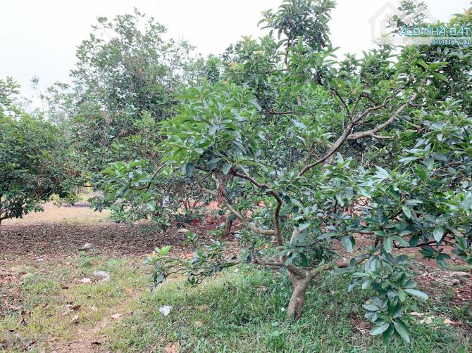 Bán khoảng 1 sào (1043m2) đất Xà Bang, huyện Châu Đức, BRVT. - 2