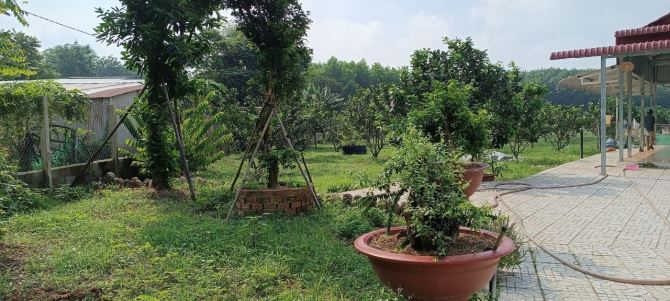 Bán Vườn Bười 6600m2 đường xe tải, Bình Lợi, Vĩnh Cửu, Đồng Nai, giá 8 tỷ 500. - 4
