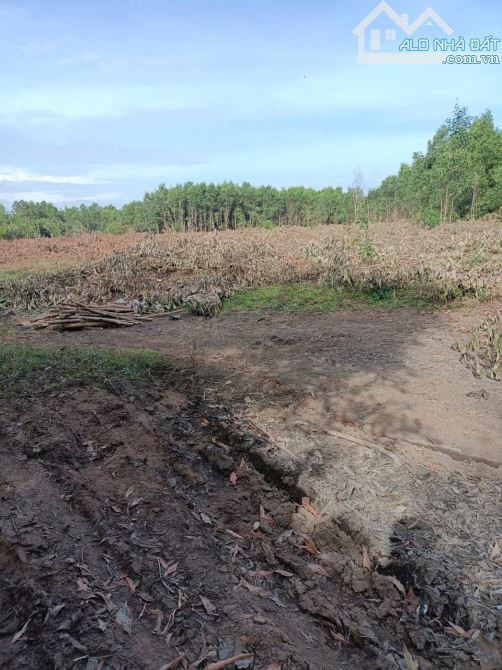 Bán 24.000m2 đất xã Xuân Trường, Xuân Lộc, Đồng Nai giá rẻ 2,7 tỷ. - 1