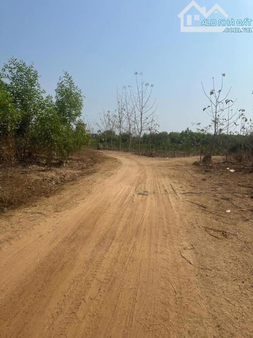 Bán 3,5ha có 2 mặt sông tại Xuyên Mộc, Vũng Tàu giá rẻ 11 tỷ - 3