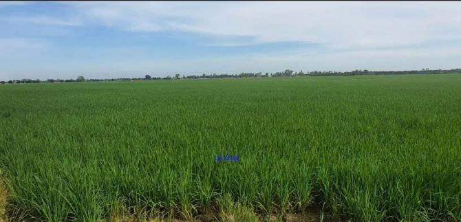 🔰 Bán đất lúa: 13.000m² (Mặt tiền 7m, nở hậu) 🔰 Đường nhựa 3.5m, xã Mỹ Hội, H Cao Lãnh, - 1