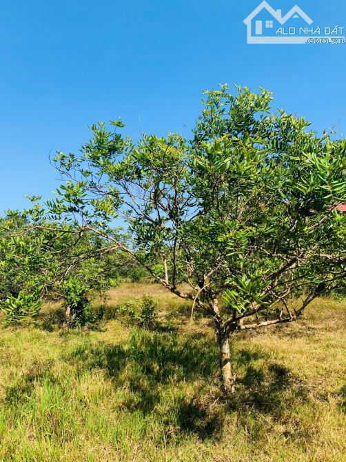 Bán đất View suối Bông Trang, huyện Xuyên Mộc - Diện tích: 1,3 mẫu , giá bán: 19 tỷ - 2