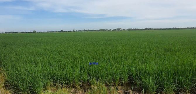 🔰 Bán đất lúa: 13.000m² (Mặt tiền 7m, nở hậu) 🔰 Đường nhựa 3.5m, xã Mỹ Hội, H Cao Lãnh, - 2