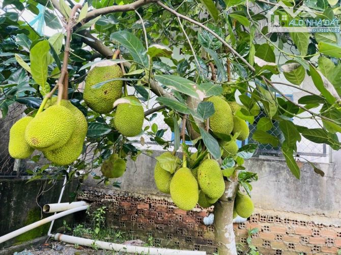 Bán vườn bưởi mặt tiền Bình Lục-Long Phú, Tân Bình, Vĩnh Cửu, 1200m2, giá 10 tỷ. - 2