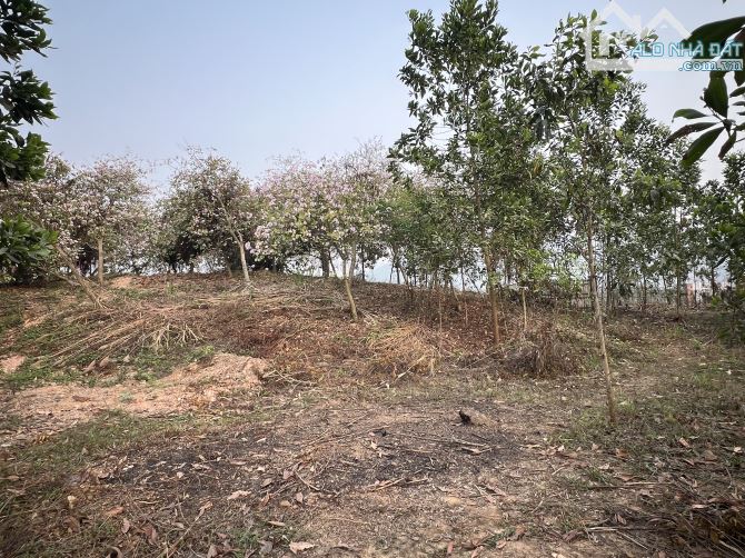 Bán 6000m2 đất view đẹp, giá rẻ tại Cư Yên, Lương Sơn, Hoà Bình - 4