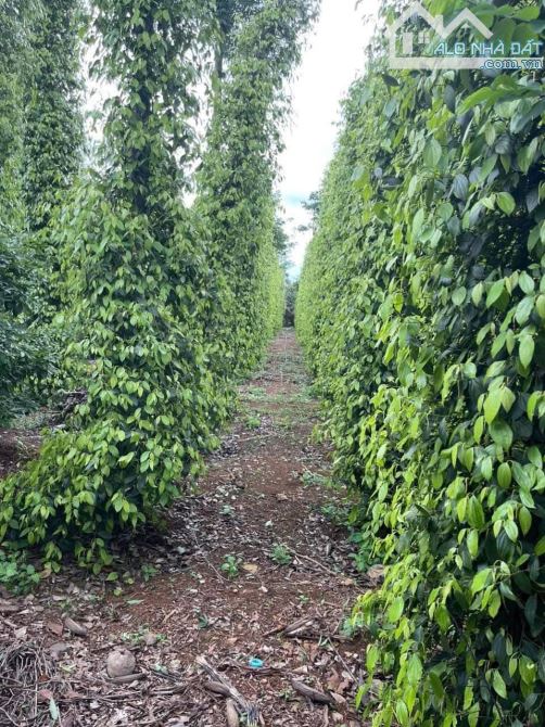 Bán đất Xuyên Mộc gần 1.5 mẫu gần QL 329 Bà Rịa Vũng Tàu. Giá 29 tỷ - 1