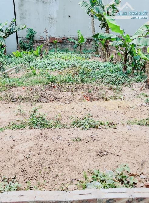 HOA HẬU NAM HỒNG SIÊUu ĐẸP Ô TÔ NGỦ TRONG ĐẤT 57M ZÁ RẺ - 1