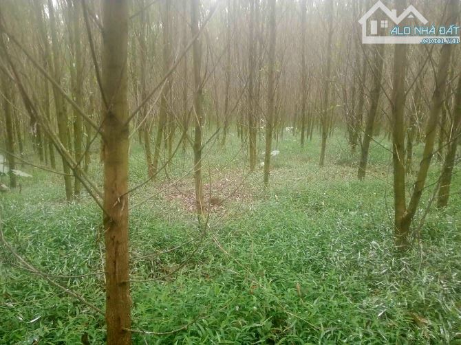 🔥🔥BÁN 5700M2 ĐẤT VIEW SUỐI, CÓ THỔ CƯ. GIÁ CHỈ 2,6 TỶ - 2