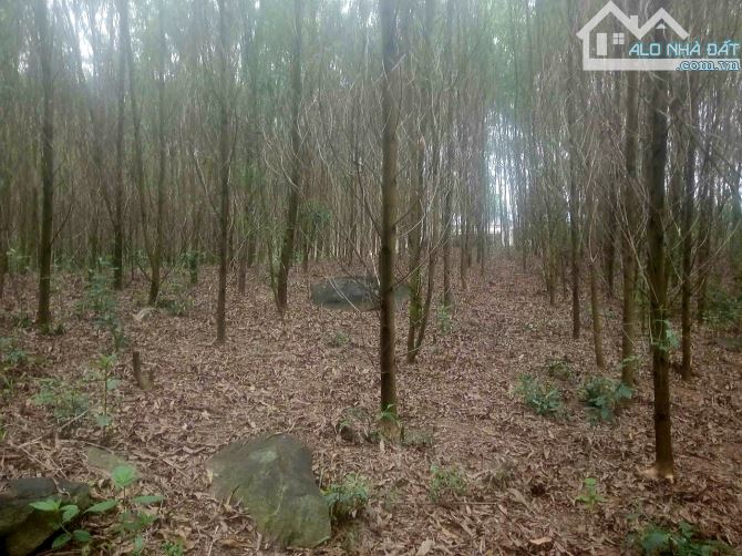🔥🔥BÁN 5700M2 ĐẤT VIEW SUỐI, CÓ THỔ CƯ. GIÁ CHỈ 2,6 TỶ - 3