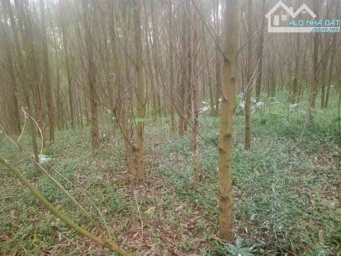 🔥🔥BÁN 5700M2 ĐẤT VIEW SUỐI, CÓ THỔ CƯ. GIÁ CHỈ 2,6 TỶ - 6