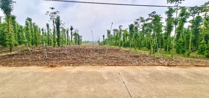 Bán Đất 2327m2, đường ô tô 1 sẹc đường Tỉnh Lộ 764, Xuân Tây, Cẩm Mỹ, Đồng Nai