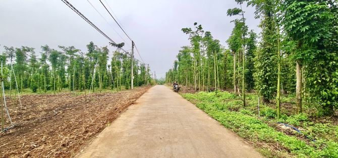 Bán Đất 2327m2, đường ô tô 1 sẹc đường Tỉnh Lộ 764, Xuân Tây, Cẩm Mỹ, Đồng Nai - 2