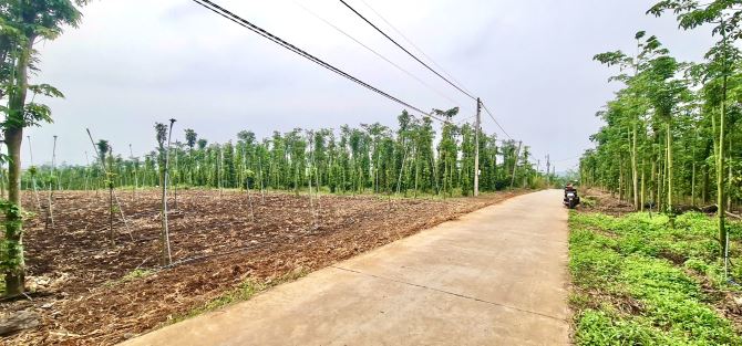 Bán Đất 2327m2, đường ô tô 1 sẹc đường Tỉnh Lộ 764, Xuân Tây, Cẩm Mỹ, Đồng Nai - 4