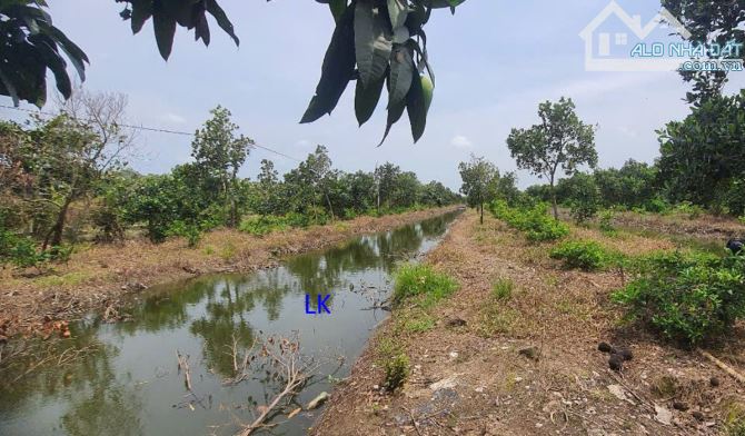 🔰 Bán vườn chanh: 7.900m² (30m x 264m, đất lúa) 🔰 Đường đá xe ba gác, xã Mỹ Long - 1