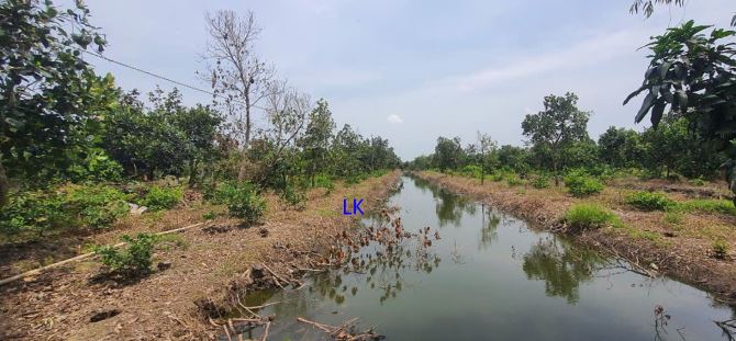 🔰 Bán vườn chanh: 7.900m² (30m x 264m, đất lúa) 🔰 Đường đá xe ba gác, xã Mỹ Long - 2