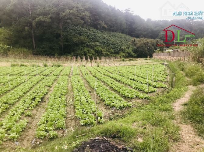 Bán gấp 11000m2 đất Mimosa ,có 300m2 XD  chỉ  2,4 tr/m2 view rừng thông có suối bao quanh - 3