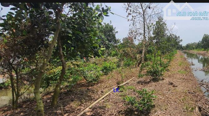 🔰 Bán vườn chanh: 7.900m² (30m x 264m, đất lúa) 🔰 Đường đá xe ba gác, xã Mỹ Long - 3