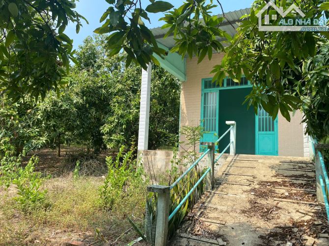 NHÀ VƯỜN NGỘP CÁCH TP BIÊN HÒA 70 KM - 3