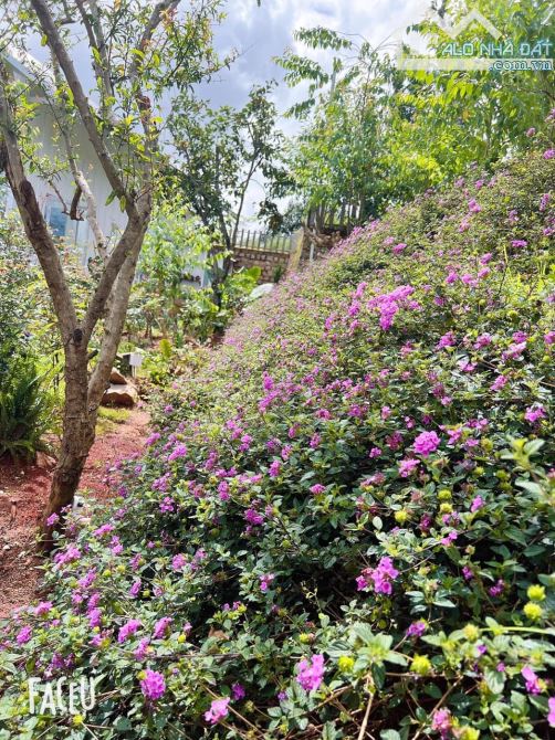 HOMESTAY 1841M2 VIEW THÔNG CỰC ĐẸP NGAY QUÁN CÀ PHÊ CHUYỆN CỦA NẮNG NỔI TIẾNG - 13