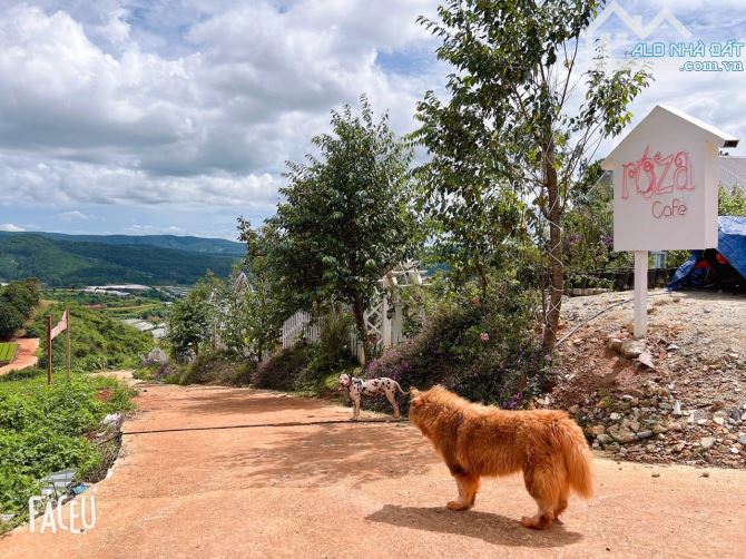 HOMESTAY 1841M2 VIEW THÔNG CỰC ĐẸP NGAY QUÁN CÀ PHÊ CHUYỆN CỦA NẮNG NỔI TIẾNG - 20
