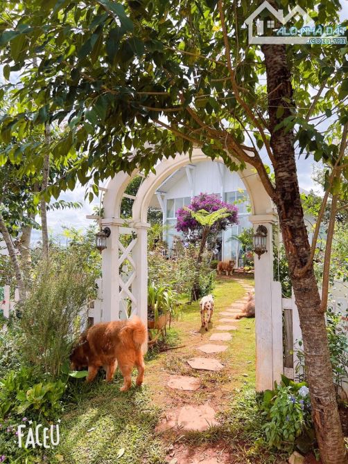 HOMESTAY 1841M2 VIEW THÔNG CỰC ĐẸP NGAY QUÁN CÀ PHÊ CHUYỆN CỦA NẮNG NỔI TIẾNG - 21
