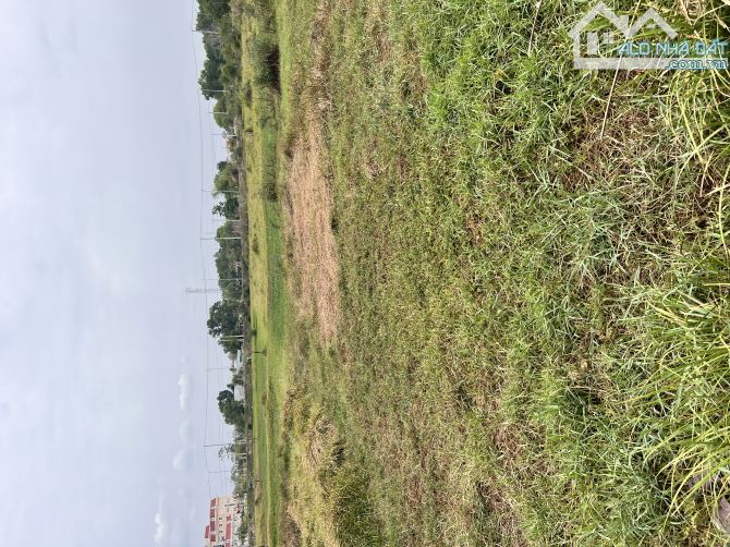 Nhánh đá mi sau lưng công an thanh phố thông D10 - 2