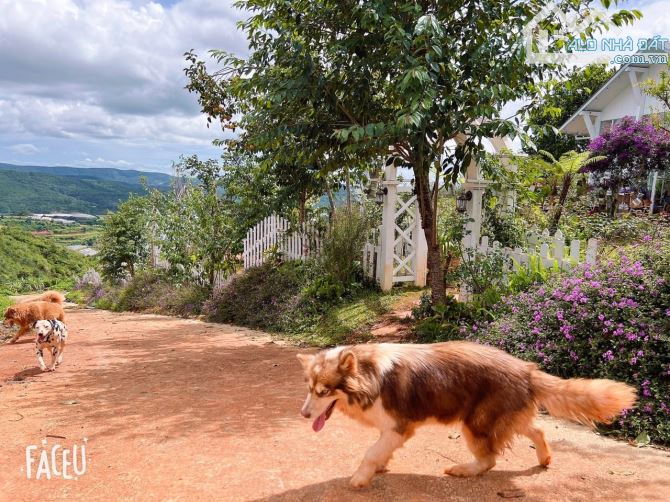 HOMESTAY 1841M2 VIEW THÔNG CỰC ĐẸP NGAY QUÁN CÀ PHÊ CHUYỆN CỦA NẮNG NỔI TIẾNG - 23