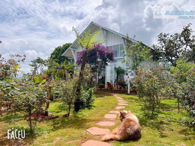 HOMESTAY 1841M2 VIEW THÔNG CỰC ĐẸP NGAY QUÁN CÀ PHÊ CHUYỆN CỦA NẮNG NỔI TIẾNG - 25