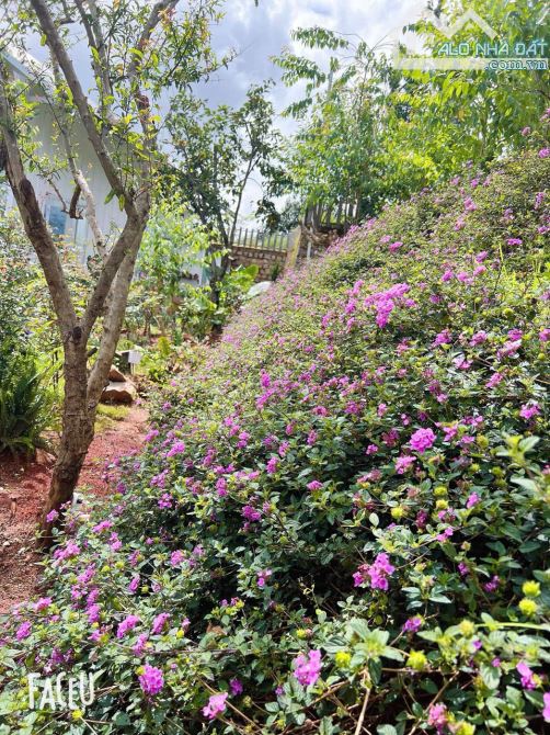 HOMESTAY 1841M2 VIEW THÔNG CỰC ĐẸP NGAY QUÁN CÀ PHÊ CHUYỆN CỦA NẮNG NỔI TIẾNG - 30
