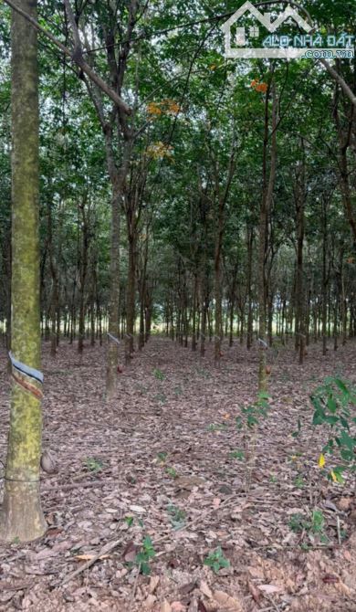 BÁN ĐẤT MẪU, MT DT749A, LONG NGUYÊN, BÀU BÀNG, DT:45x255, NỞ HẬU 90M, SHR, GIÁ 51 TỶ TL - 3
