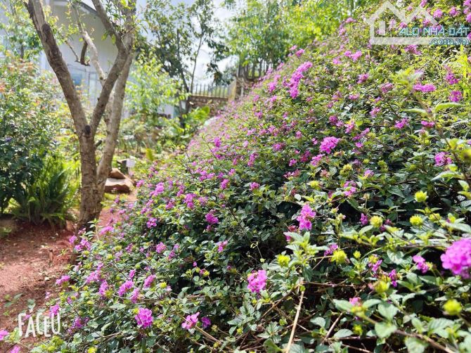 HOMESTAY 1841M2 VIEW THÔNG CỰC ĐẸP NGAY QUÁN CÀ PHÊ CHUYỆN CỦA NẮNG NỔI TIẾNG - 32
