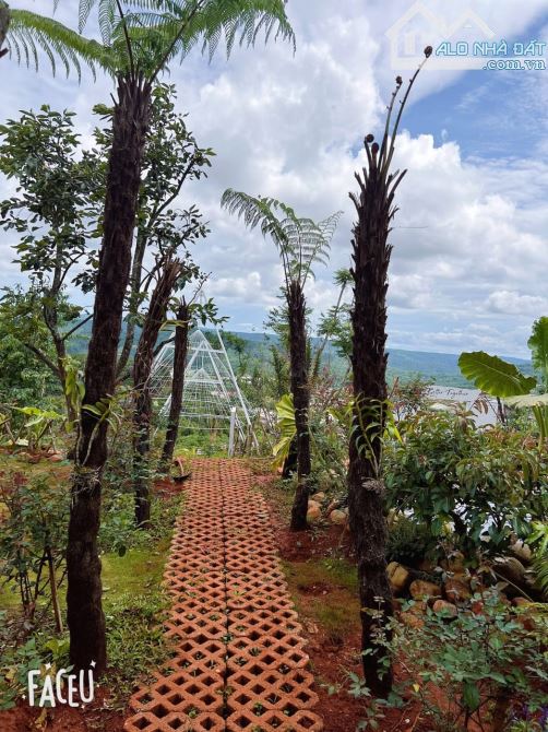 HOMESTAY 1841M2 VIEW THÔNG CỰC ĐẸP NGAY QUÁN CÀ PHÊ CHUYỆN CỦA NẮNG NỔI TIẾNG - 4