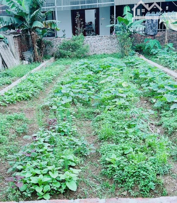 HOA HẬU NAM HỒNG SIÊU ĐẸP Ô TÔ NGỦ TRONG ĐẤT 64M ZÁ RẺ - 1
