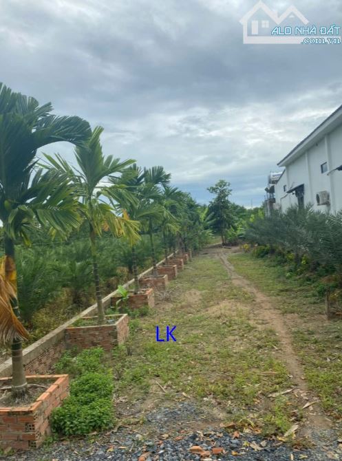 🔰 Bán vườn xoài: 5.400m² (Mặt tiền 6m, Đất CLN) 🔰 Đường đan 3m, xã Bình Hàng Tây - 1