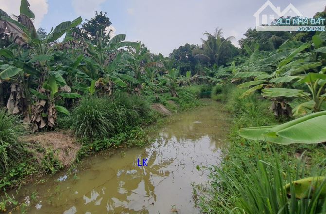 🔰 Bán đất vườn: 1.136m² (22m x 75m, Hậu 18m, CLN) 🔰 Đường nhựa 3.5m, xã Mỹ Xương - 2