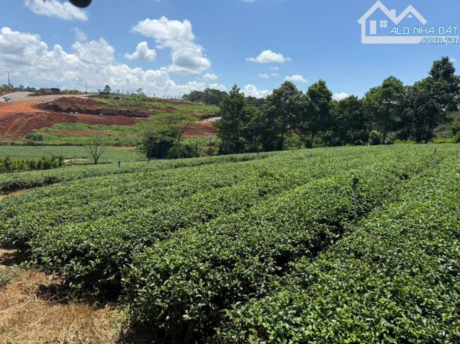 [BẢO_LỘC-LÂM_ĐỒNG] LÔ ĐẤT VÀNG HƠN 7000M² ĐẤT VỚI 1000M THỔ CƯ. GẦN THÁC DAM BRI - hơn 25