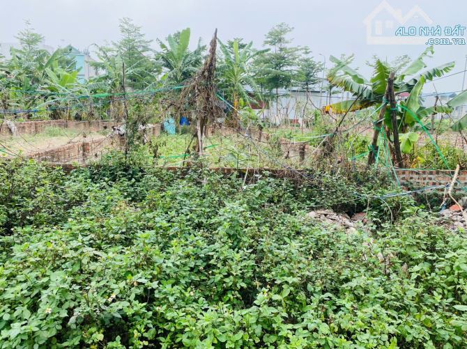 Bán lô đấu giá X8 Nguyên Khê - Đông Anh  78.8m  qui hoạch ổn định mãi mãi đường  thông - 2