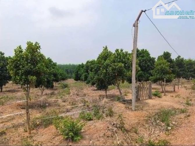 Bán gấp miếng đất gần suối giá chỉ 250triệu - 1